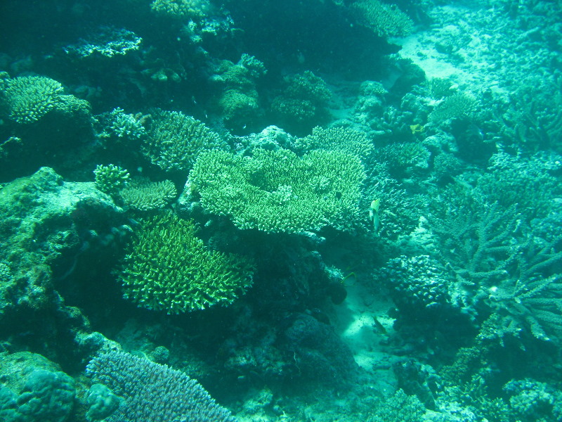 Rainbow-Reef-Scuba-Diving-Taveuni-Fiji-209