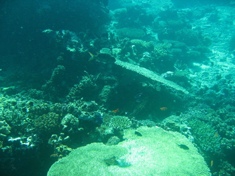 Rainbow-Reef-Scuba-Diving-Taveuni-Fiji-211