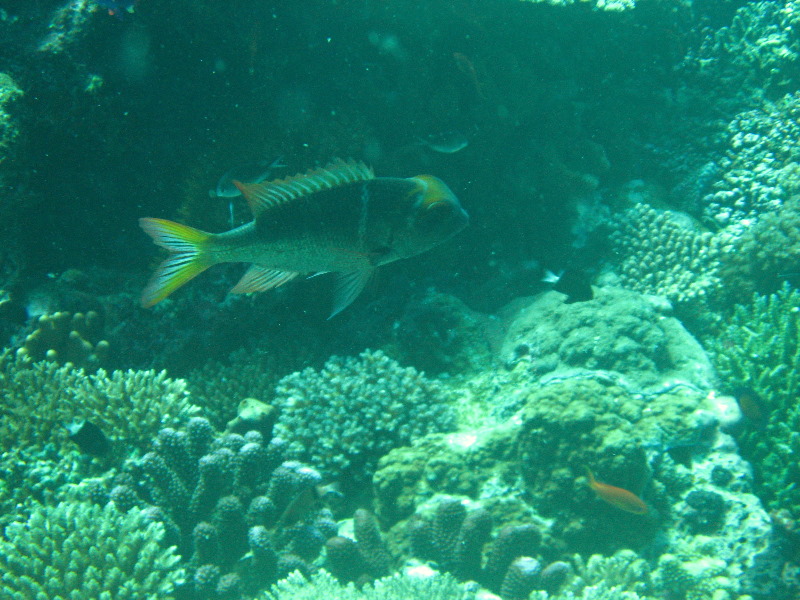 Rainbow-Reef-Scuba-Diving-Taveuni-Fiji-212