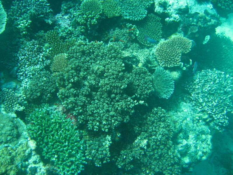 Rainbow-Reef-Scuba-Diving-Taveuni-Fiji-213