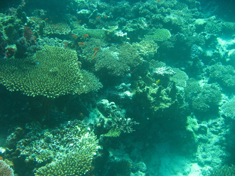 Rainbow-Reef-Scuba-Diving-Taveuni-Fiji-215