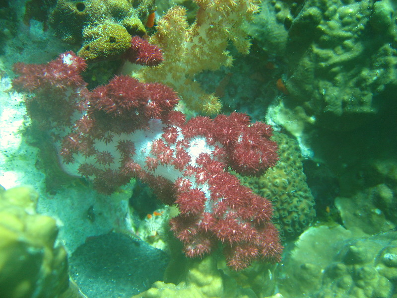 Rainbow-Reef-Scuba-Diving-Taveuni-Fiji-220