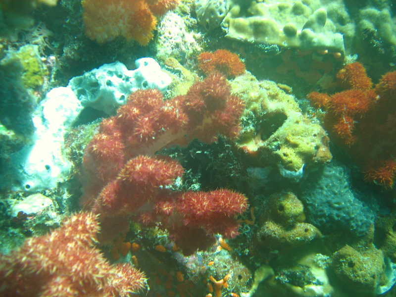 Rainbow-Reef-Scuba-Diving-Taveuni-Fiji-221