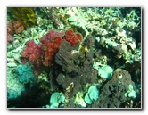 Rainbow-Reef-Scuba-Diving-Taveuni-Fiji-014