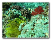 Rainbow-Reef-Scuba-Diving-Taveuni-Fiji-015