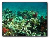 Rainbow-Reef-Scuba-Diving-Taveuni-Fiji-016