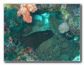 Rainbow-Reef-Scuba-Diving-Taveuni-Fiji-019