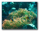 Rainbow-Reef-Scuba-Diving-Taveuni-Fiji-020