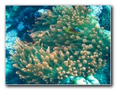 Rainbow-Reef-Scuba-Diving-Taveuni-Fiji-022