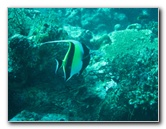 Rainbow-Reef-Scuba-Diving-Taveuni-Fiji-023