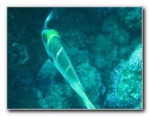 Rainbow-Reef-Scuba-Diving-Taveuni-Fiji-024