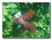 Rainbow-Reef-Scuba-Diving-Taveuni-Fiji-025