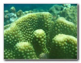 Rainbow-Reef-Scuba-Diving-Taveuni-Fiji-027
