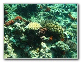 Rainbow-Reef-Scuba-Diving-Taveuni-Fiji-028