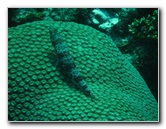 Rainbow-Reef-Scuba-Diving-Taveuni-Fiji-029