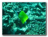 Rainbow-Reef-Scuba-Diving-Taveuni-Fiji-030