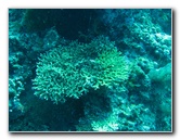 Rainbow-Reef-Scuba-Diving-Taveuni-Fiji-032