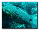 Rainbow-Reef-Scuba-Diving-Taveuni-Fiji-033