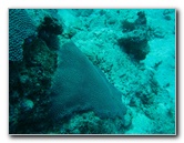 Rainbow-Reef-Scuba-Diving-Taveuni-Fiji-034