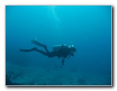 Rainbow-Reef-Scuba-Diving-Taveuni-Fiji-036