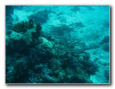 Rainbow-Reef-Scuba-Diving-Taveuni-Fiji-037