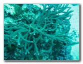Rainbow-Reef-Scuba-Diving-Taveuni-Fiji-038
