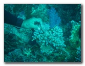 Rainbow-Reef-Scuba-Diving-Taveuni-Fiji-040