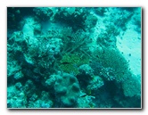 Rainbow-Reef-Scuba-Diving-Taveuni-Fiji-043