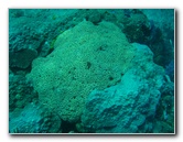 Rainbow-Reef-Scuba-Diving-Taveuni-Fiji-050