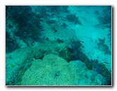 Rainbow-Reef-Scuba-Diving-Taveuni-Fiji-051