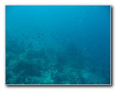 Rainbow-Reef-Scuba-Diving-Taveuni-Fiji-053