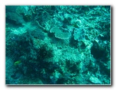 Rainbow-Reef-Scuba-Diving-Taveuni-Fiji-056