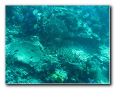 Rainbow-Reef-Scuba-Diving-Taveuni-Fiji-057
