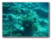 Rainbow-Reef-Scuba-Diving-Taveuni-Fiji-059
