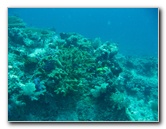 Rainbow-Reef-Scuba-Diving-Taveuni-Fiji-062
