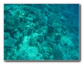 Rainbow-Reef-Scuba-Diving-Taveuni-Fiji-064