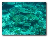 Rainbow-Reef-Scuba-Diving-Taveuni-Fiji-065