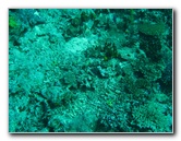Rainbow-Reef-Scuba-Diving-Taveuni-Fiji-068