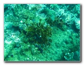 Rainbow-Reef-Scuba-Diving-Taveuni-Fiji-070
