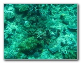 Rainbow-Reef-Scuba-Diving-Taveuni-Fiji-071