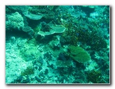 Rainbow-Reef-Scuba-Diving-Taveuni-Fiji-073