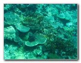 Rainbow-Reef-Scuba-Diving-Taveuni-Fiji-074