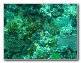 Rainbow-Reef-Scuba-Diving-Taveuni-Fiji-076