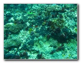 Rainbow-Reef-Scuba-Diving-Taveuni-Fiji-077
