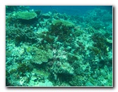 Rainbow-Reef-Scuba-Diving-Taveuni-Fiji-078