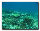 Rainbow-Reef-Scuba-Diving-Taveuni-Fiji-079