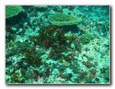 Rainbow-Reef-Scuba-Diving-Taveuni-Fiji-080