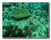 Rainbow-Reef-Scuba-Diving-Taveuni-Fiji-082
