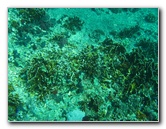 Rainbow-Reef-Scuba-Diving-Taveuni-Fiji-083