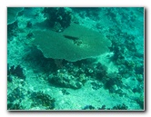 Rainbow-Reef-Scuba-Diving-Taveuni-Fiji-084